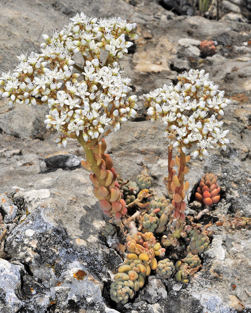 Sedum gypsicola