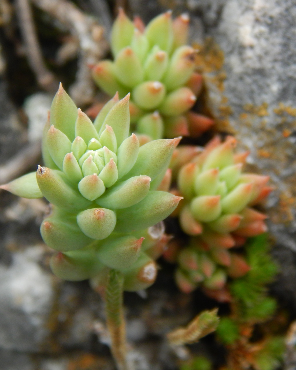 Sedum gypsophilum