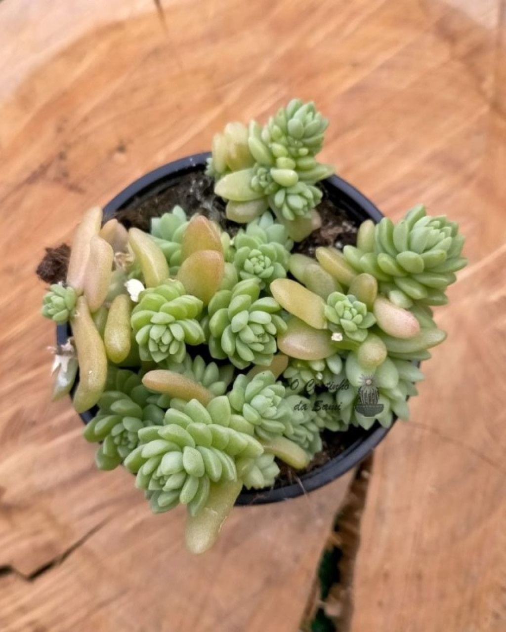 Sedum hemsleyanum