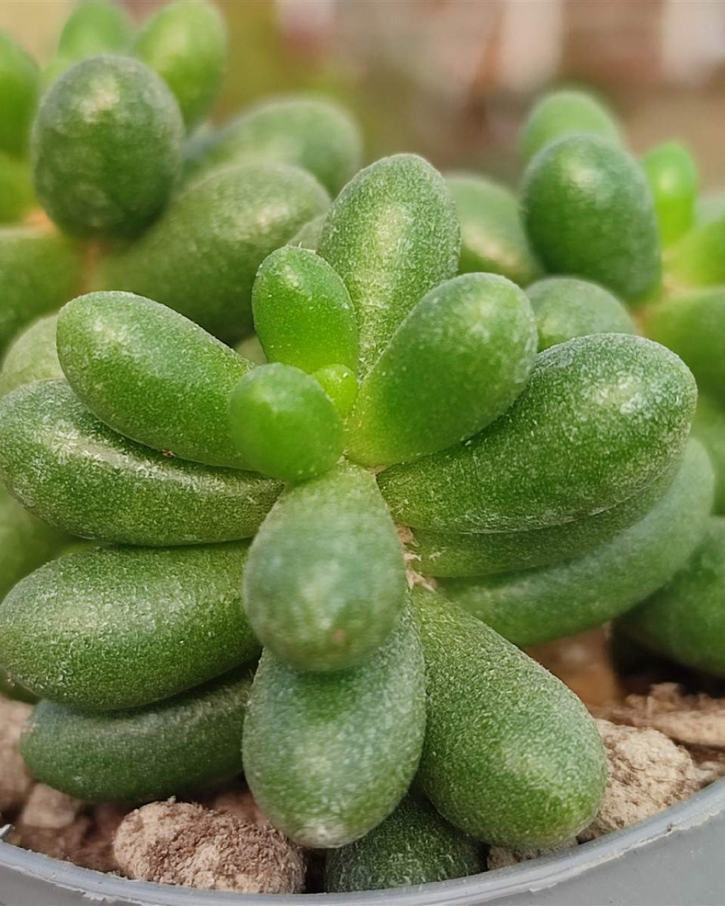 Sedum hernandezii