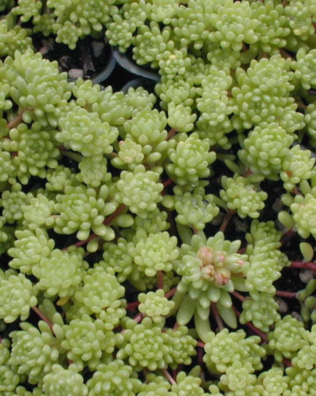 Sedum hirsutum