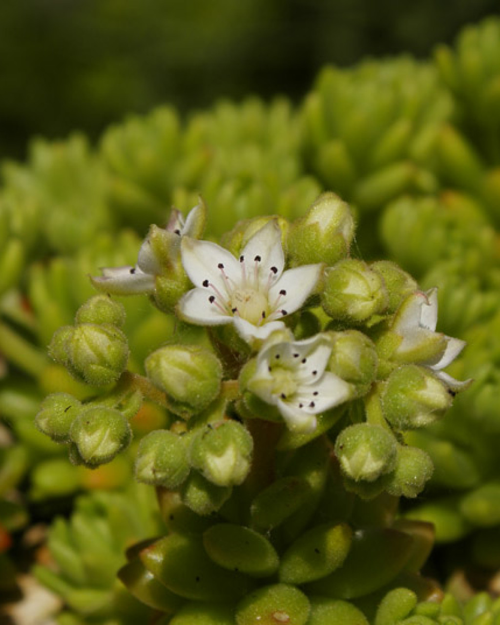 Sedum hirsutum subsp. baeticum