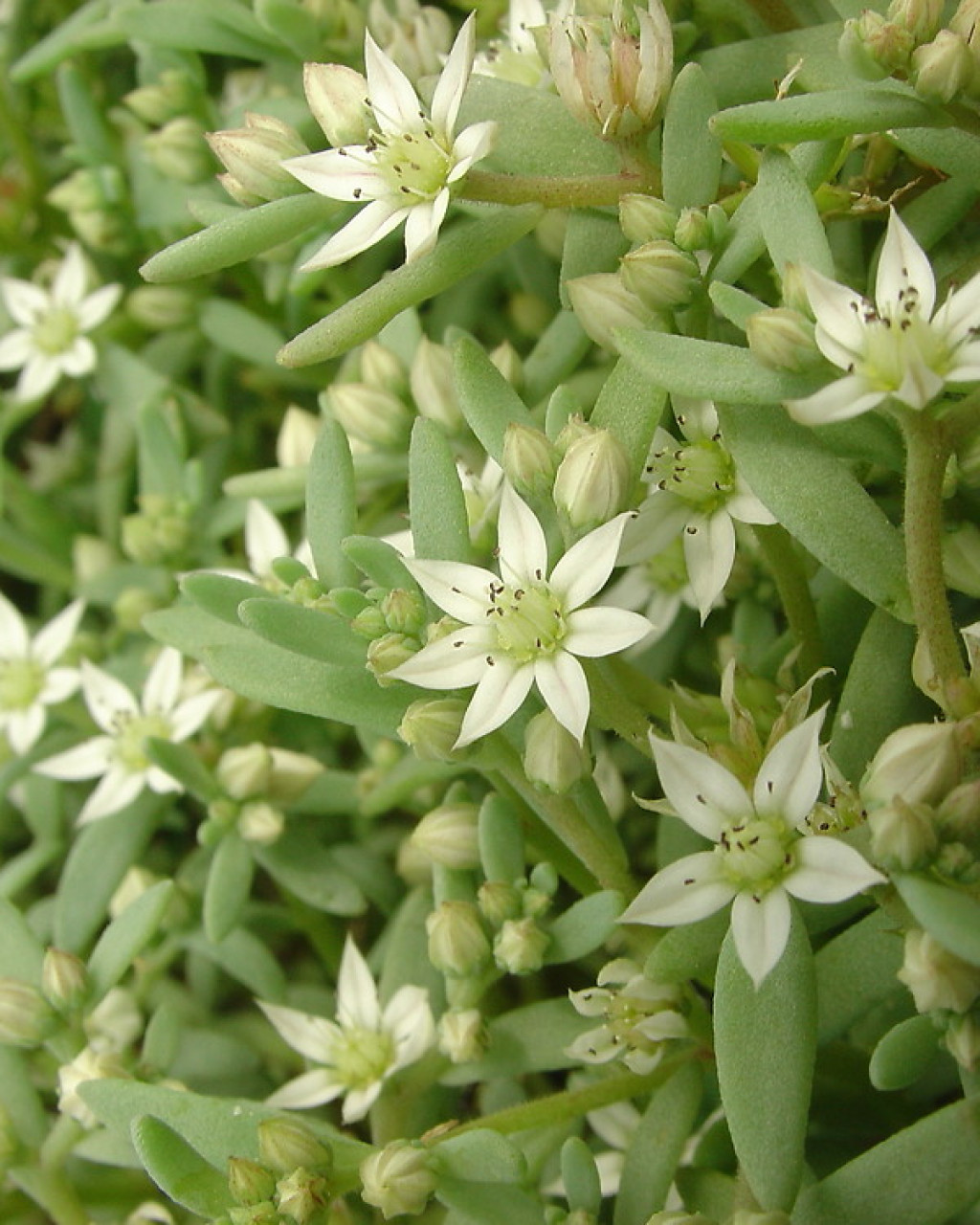 Sedum hispanicum