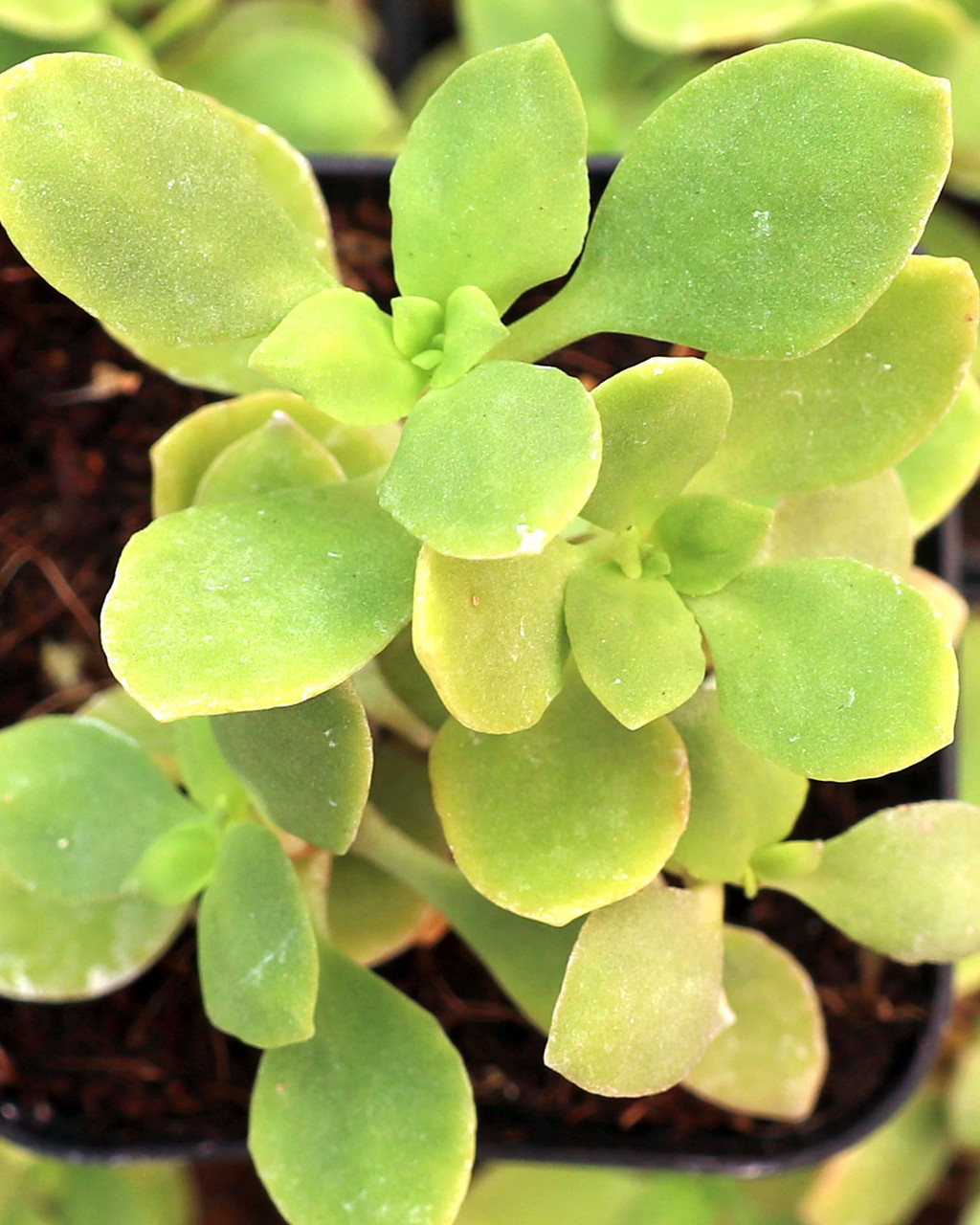 Sedum hultenii