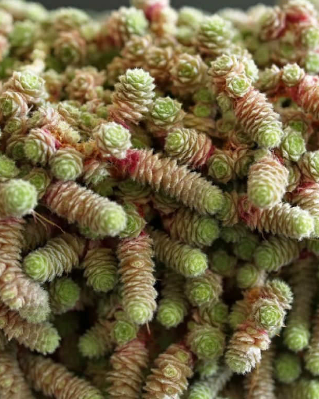 Sedum humifusum