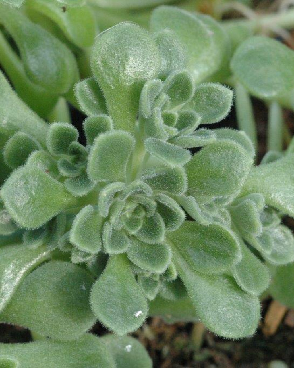 Sedum jaccardianum