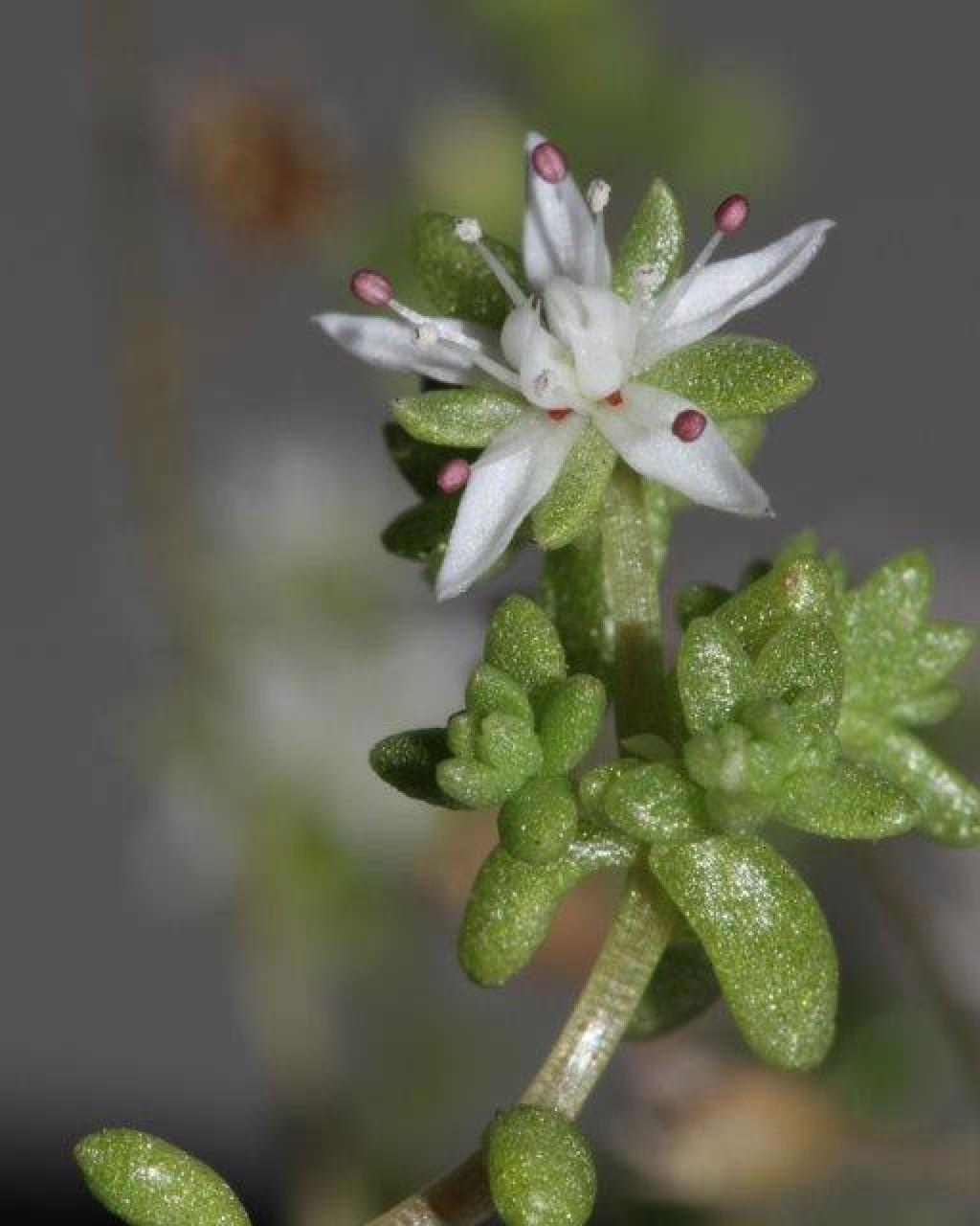 Sedum jahandiezii