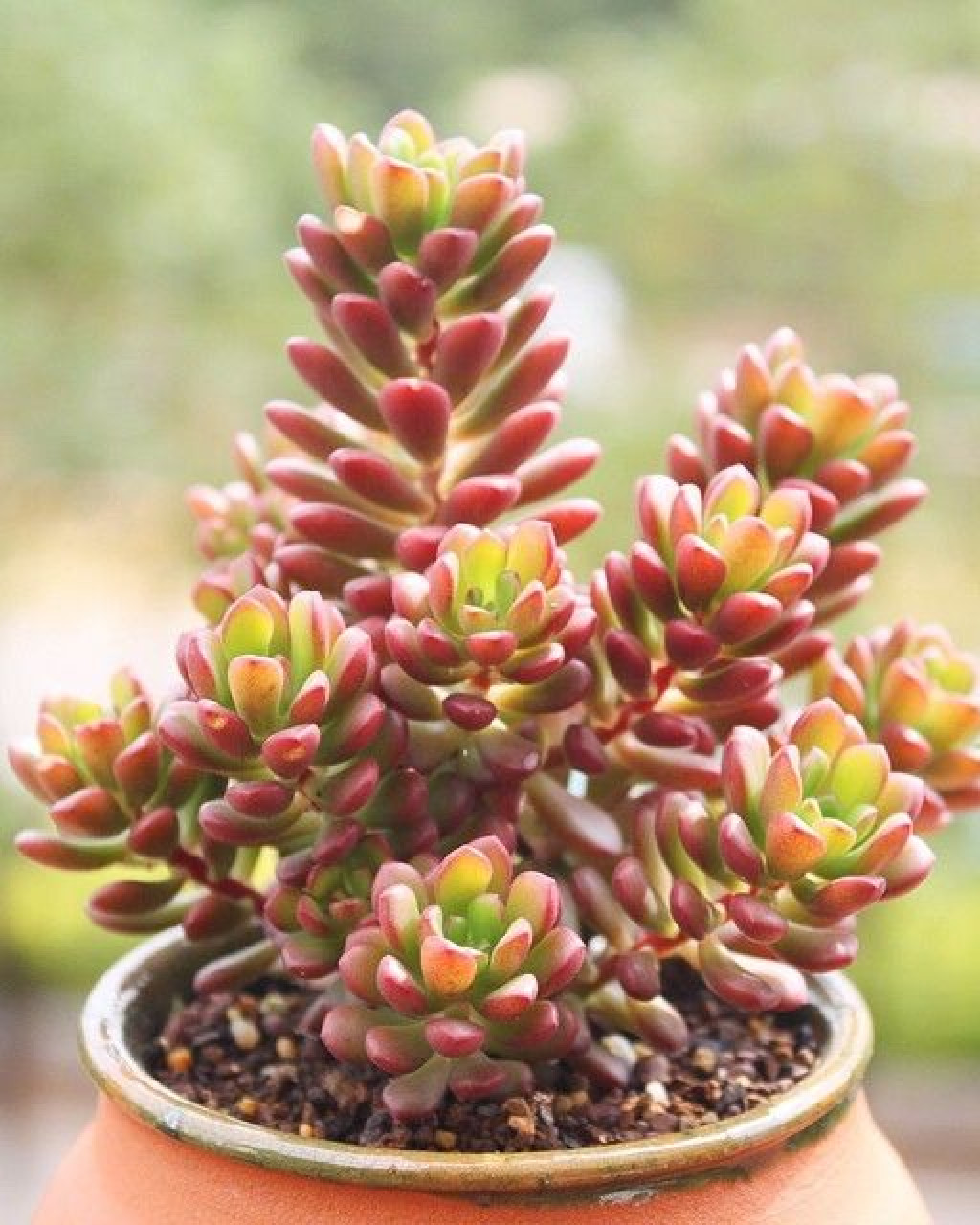 Sedum 'Joyce Tulloch'