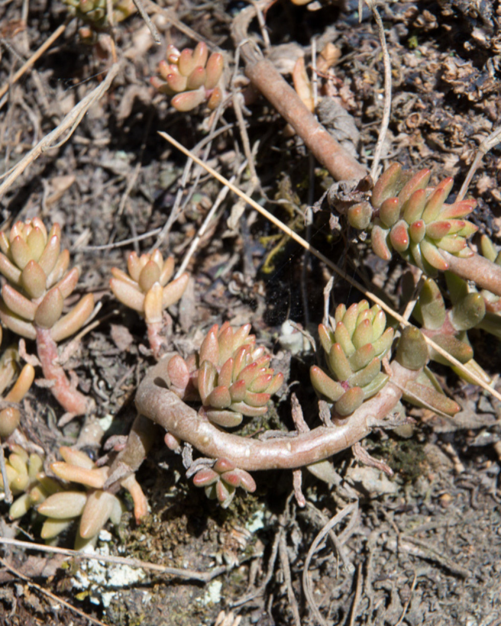 Sedum jujuyense