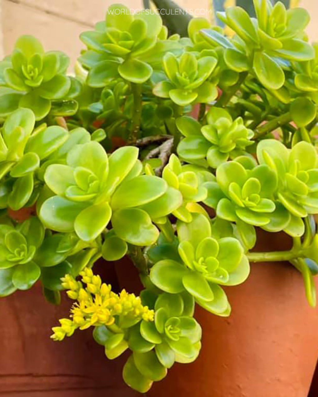 Sedum kimnachii