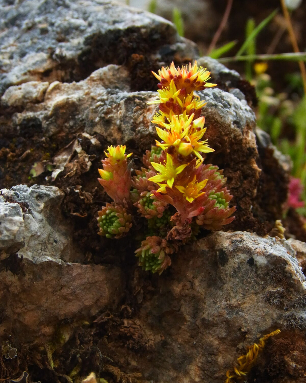 Sedum laconicum