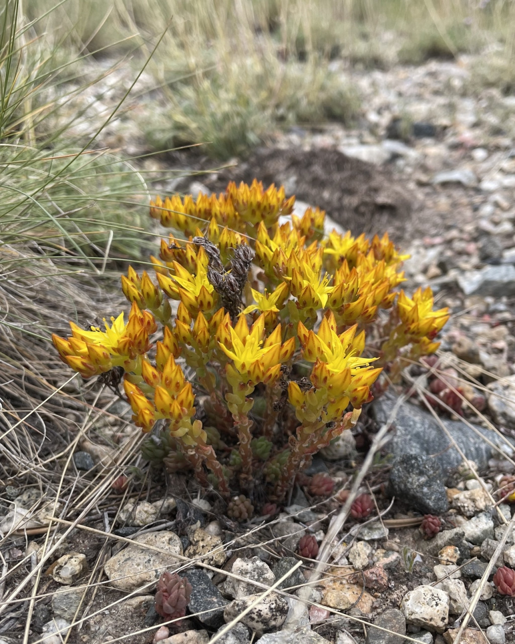 Sedum lanceolatum