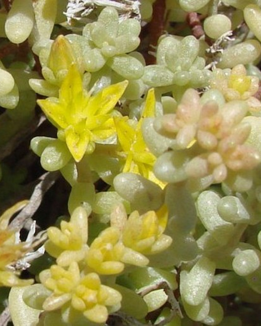 Sedum lancerottense