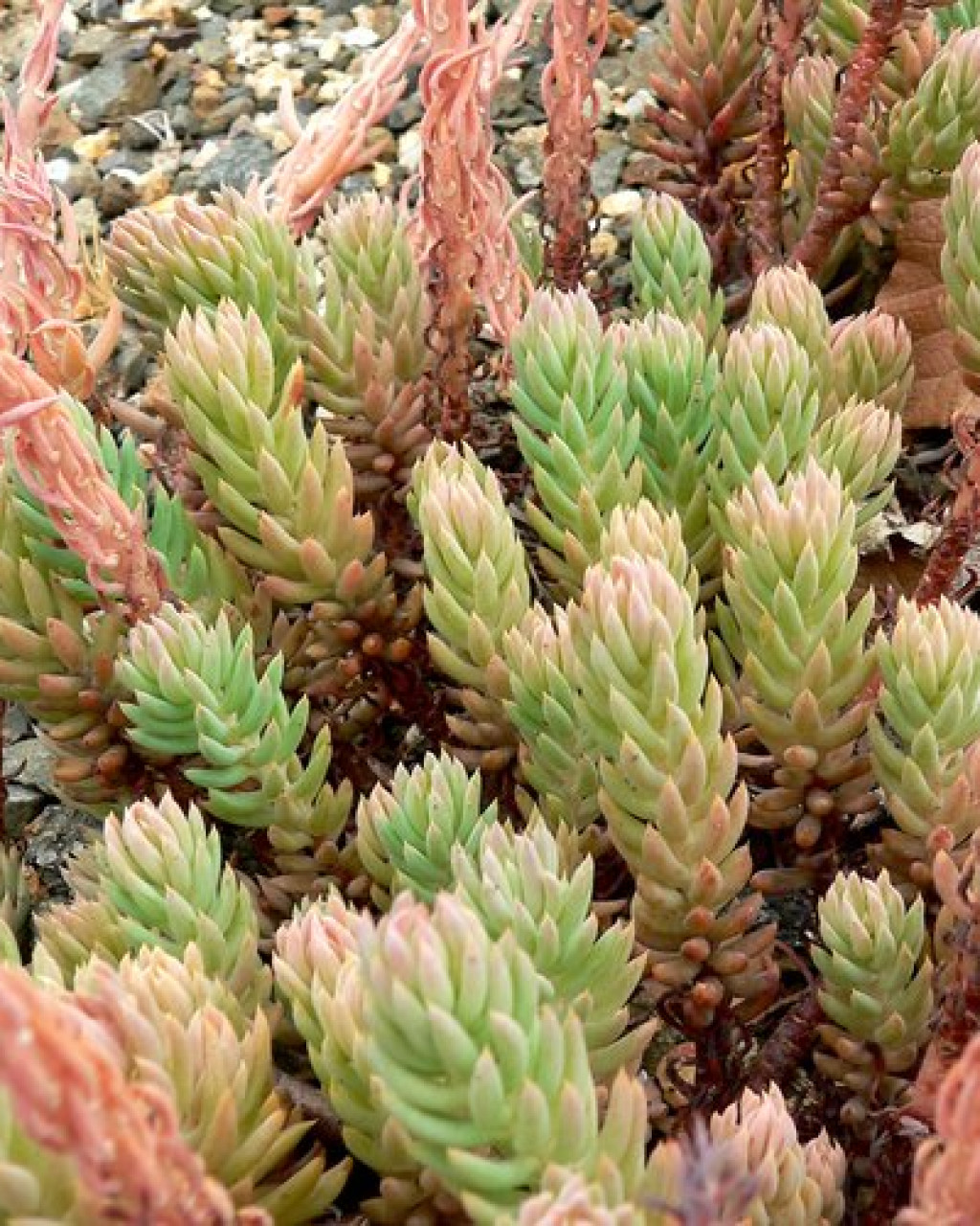 Sedum liebmannianum