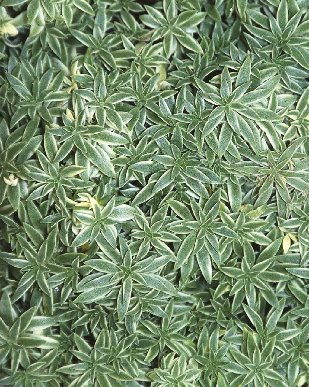 Sedum lineare 'Variegatum'