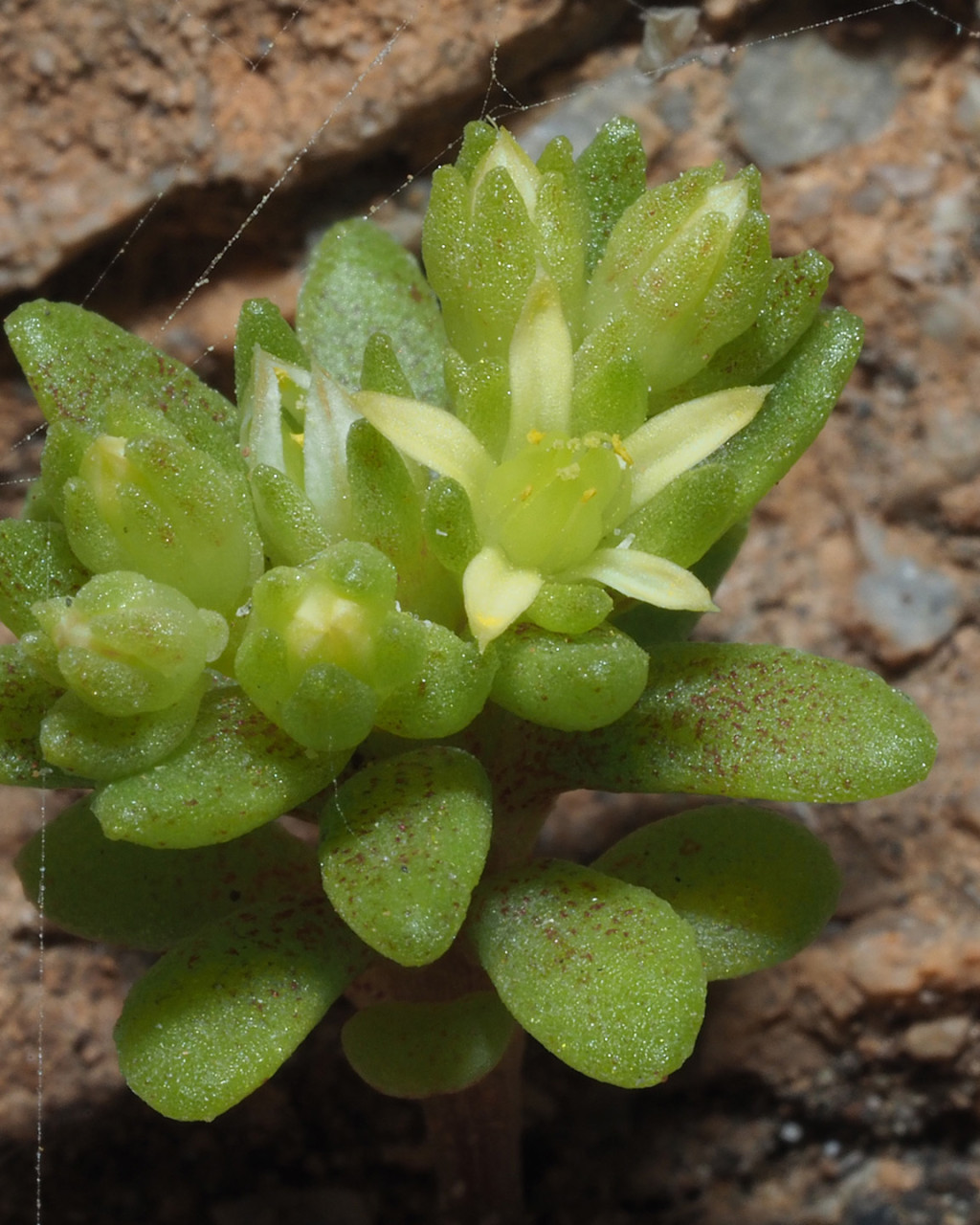 Sedum litoreum