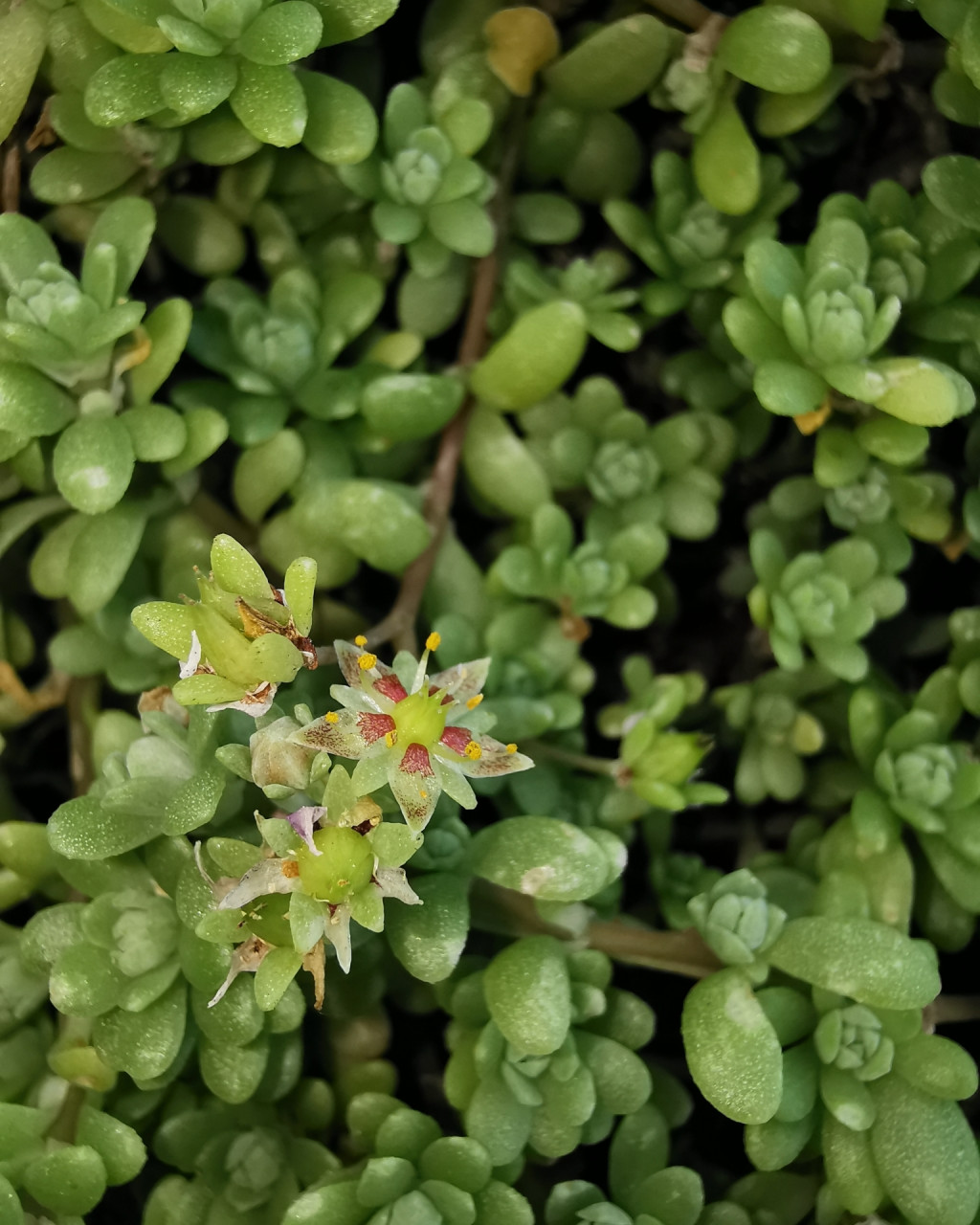 Sedum longipes
