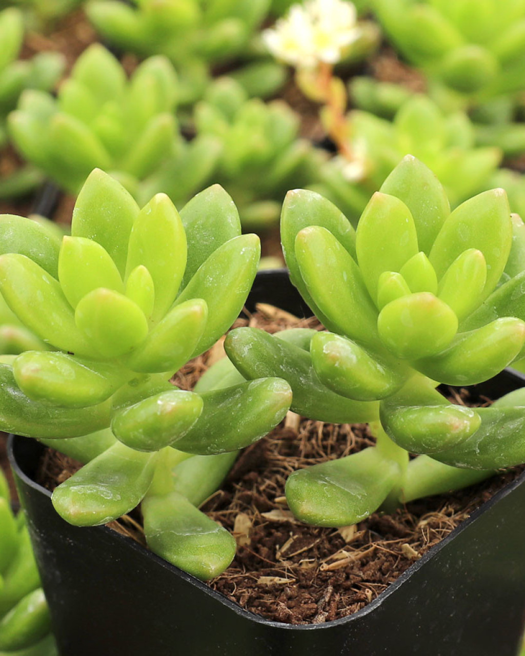 Sedum lucidum