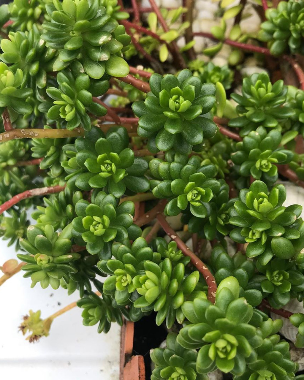 Sedum luteoviride