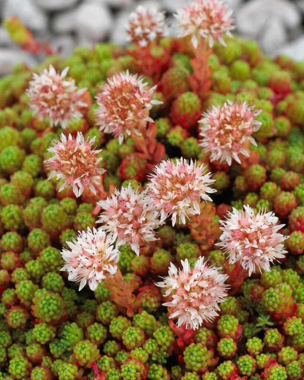 Sedum lydium