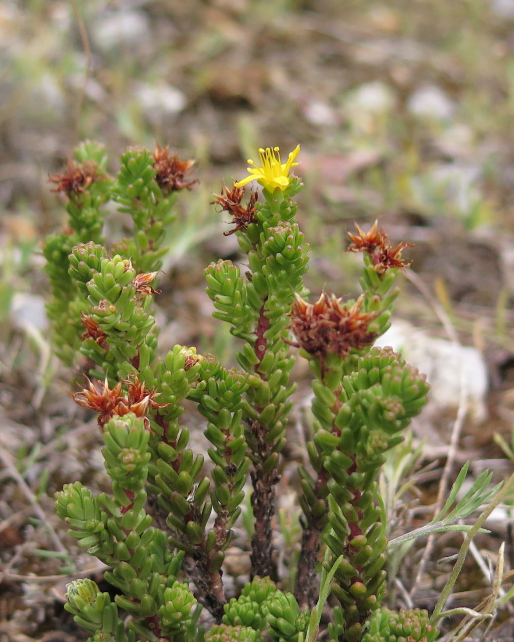 Sedum macdonaldii