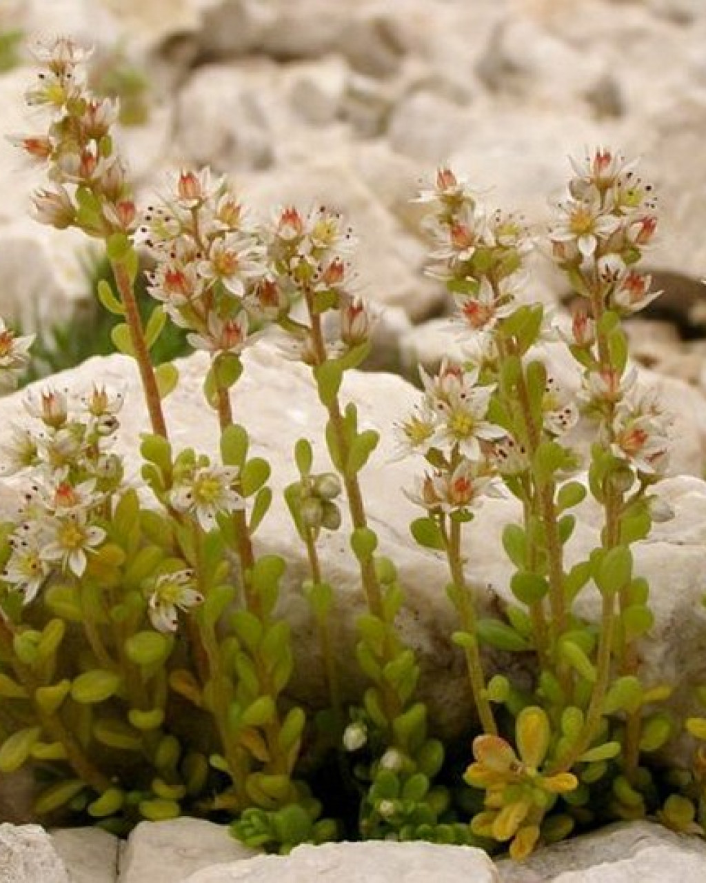 Sedum magellense