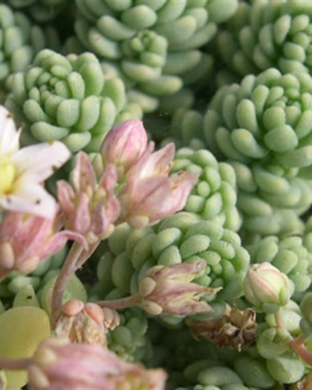 Sedum major