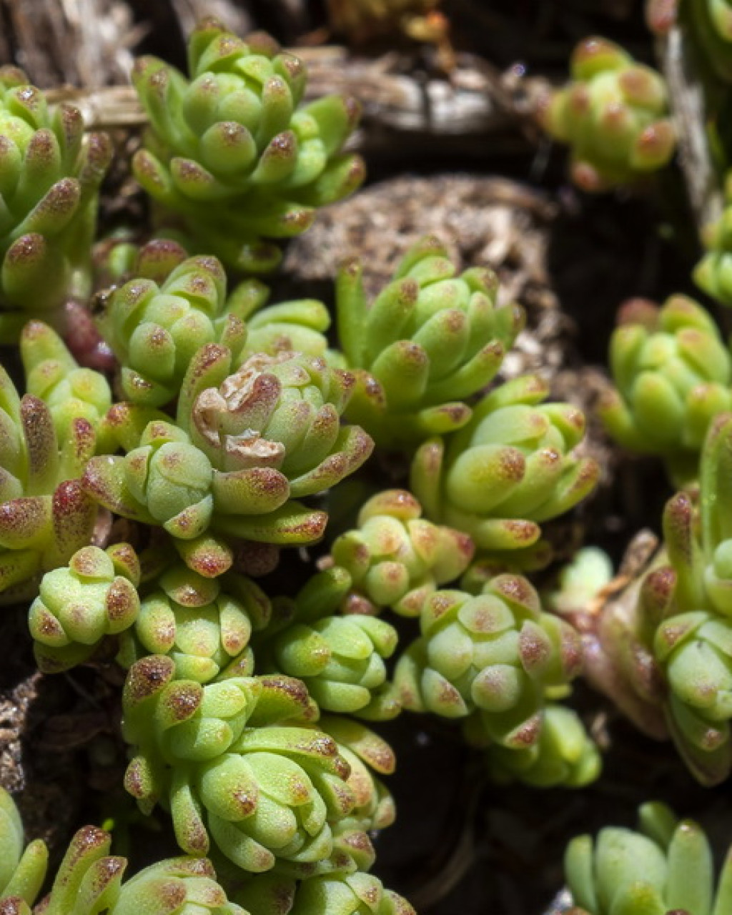 Sedum melanantherum