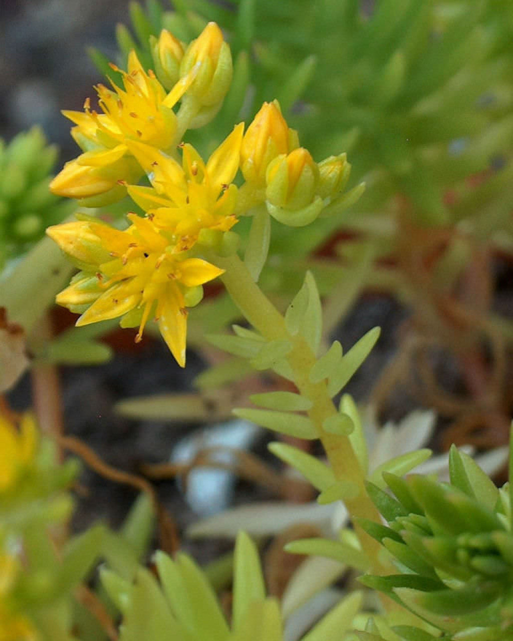 Sedum mexicanum