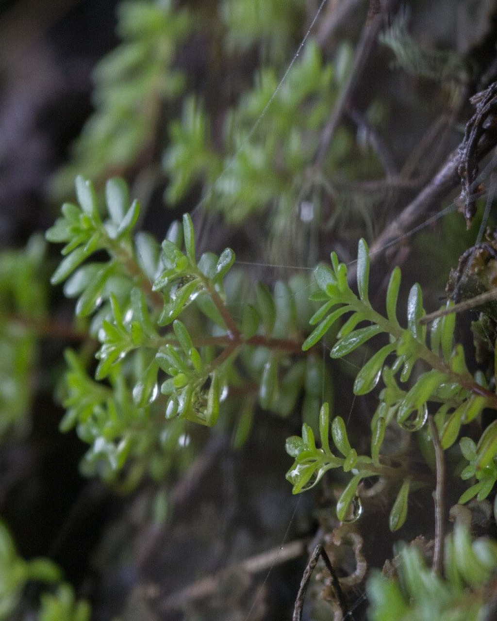 Sedum meyeri-johannis