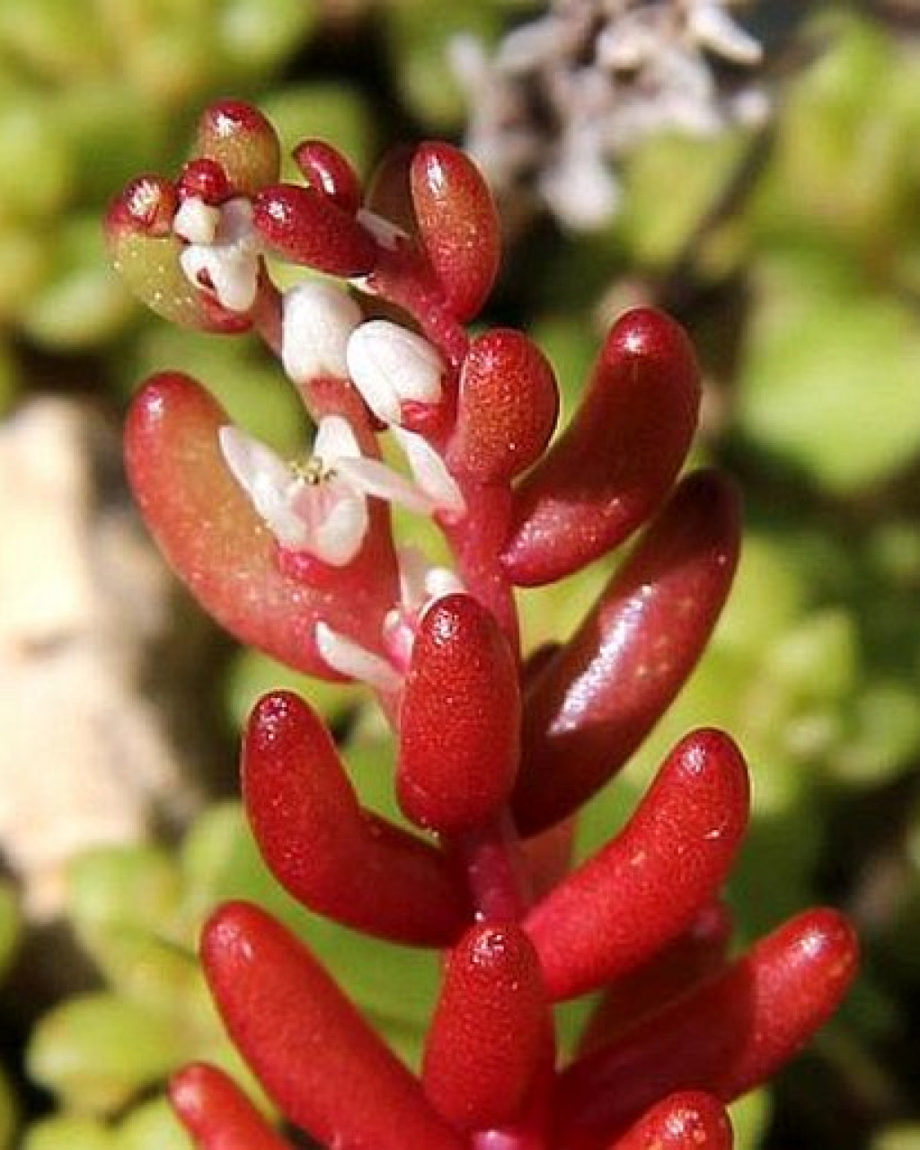 Sedum microcarpum