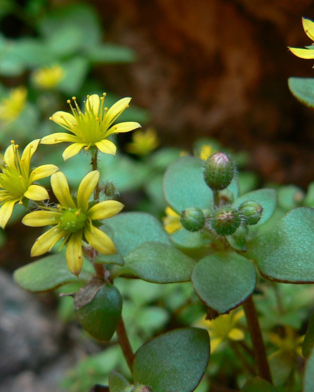 Sedum modestum