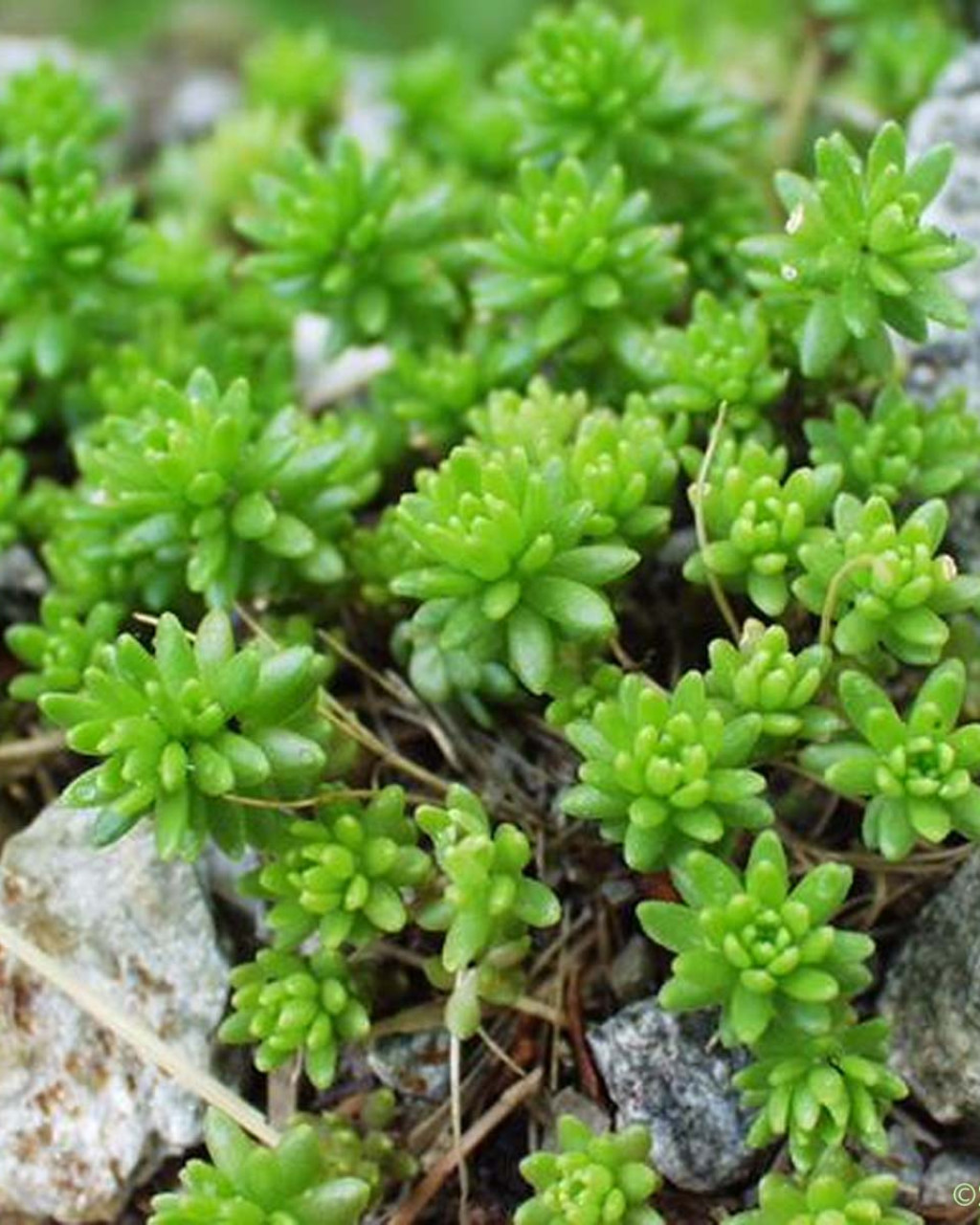 Sedum monregalense