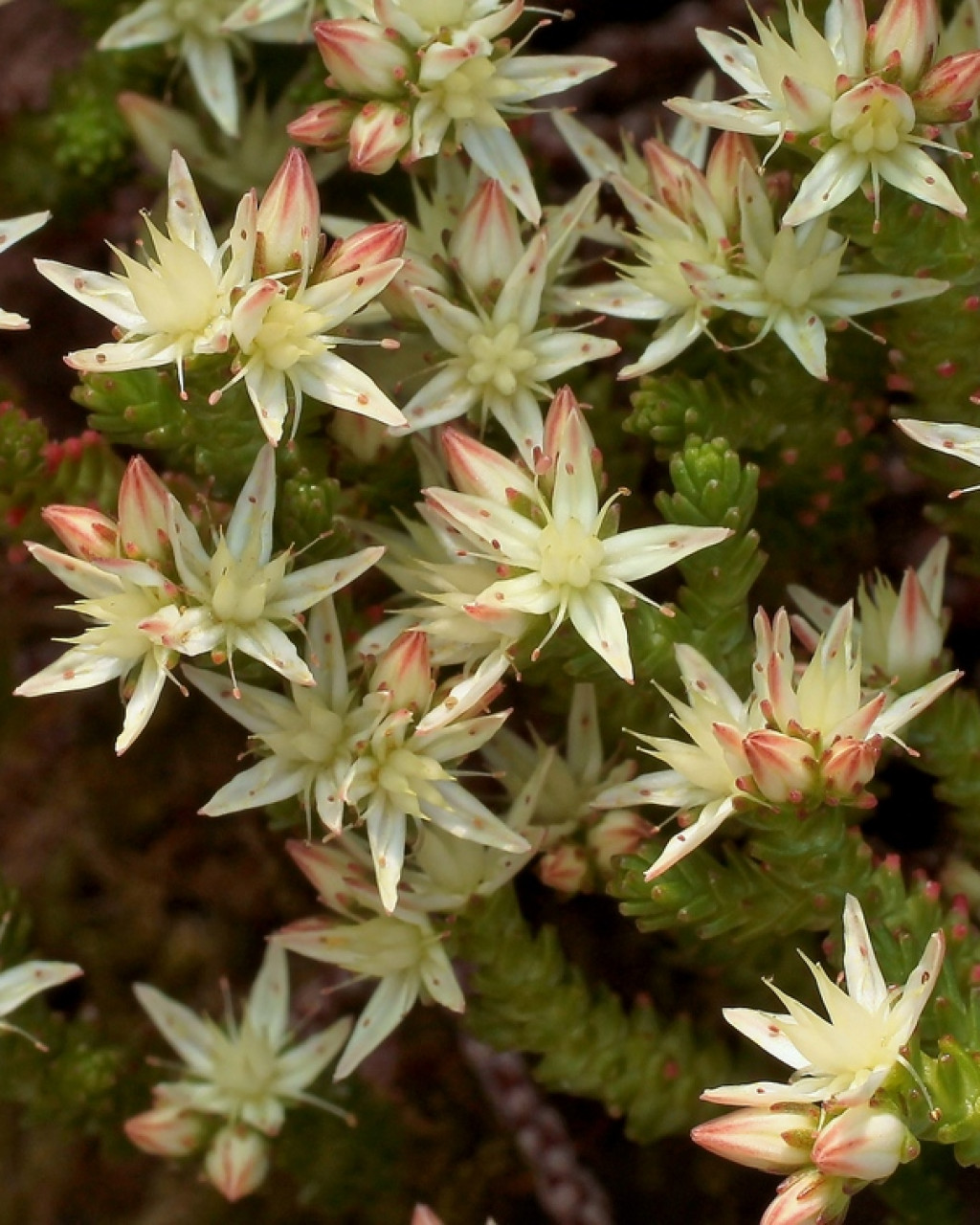 Sedum moranense