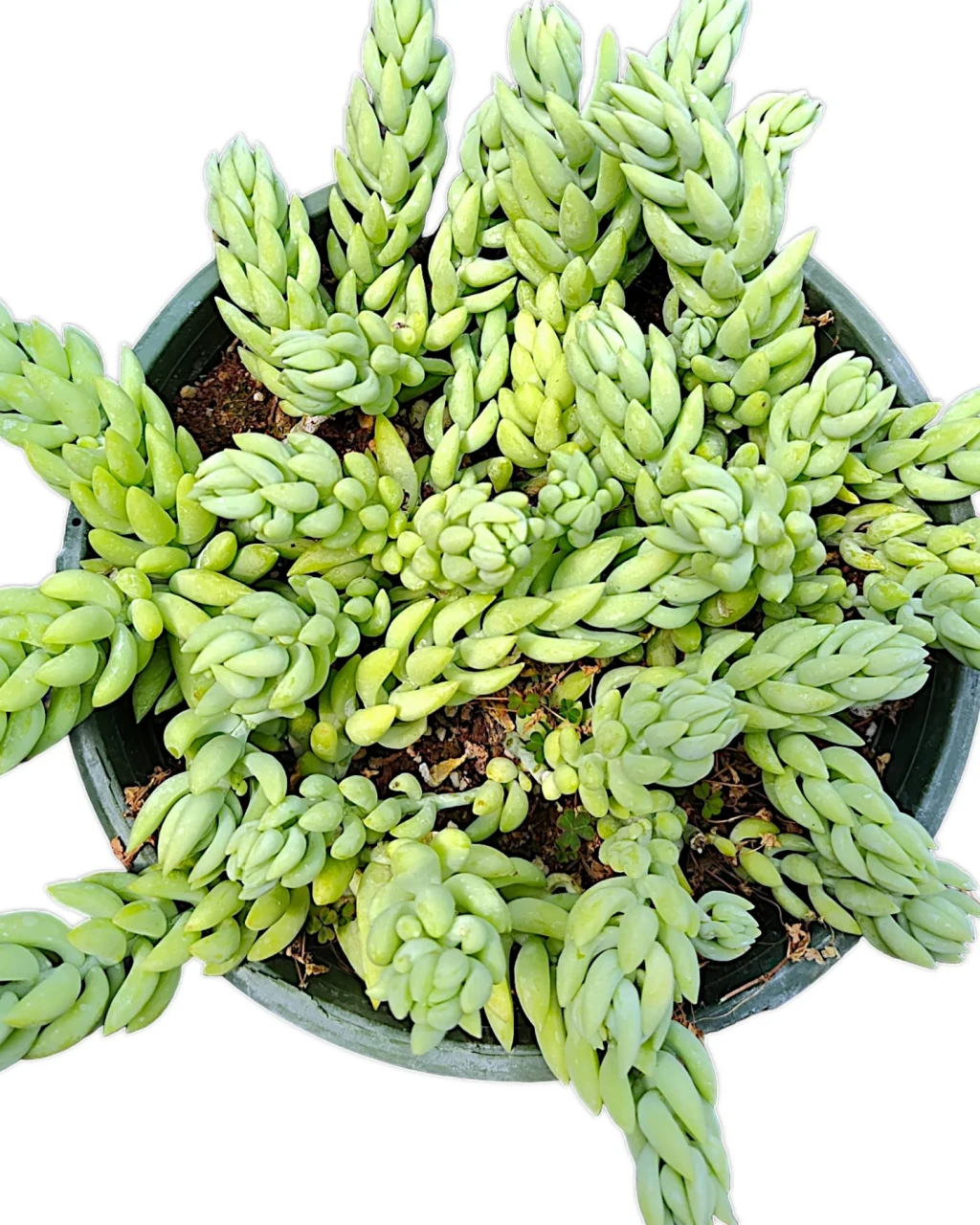 Sedum morganianum 'Cristatum'