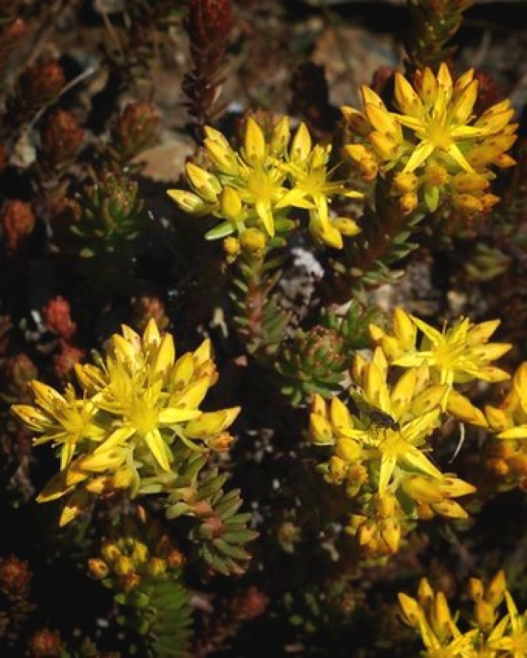 Sedum morrisonense
