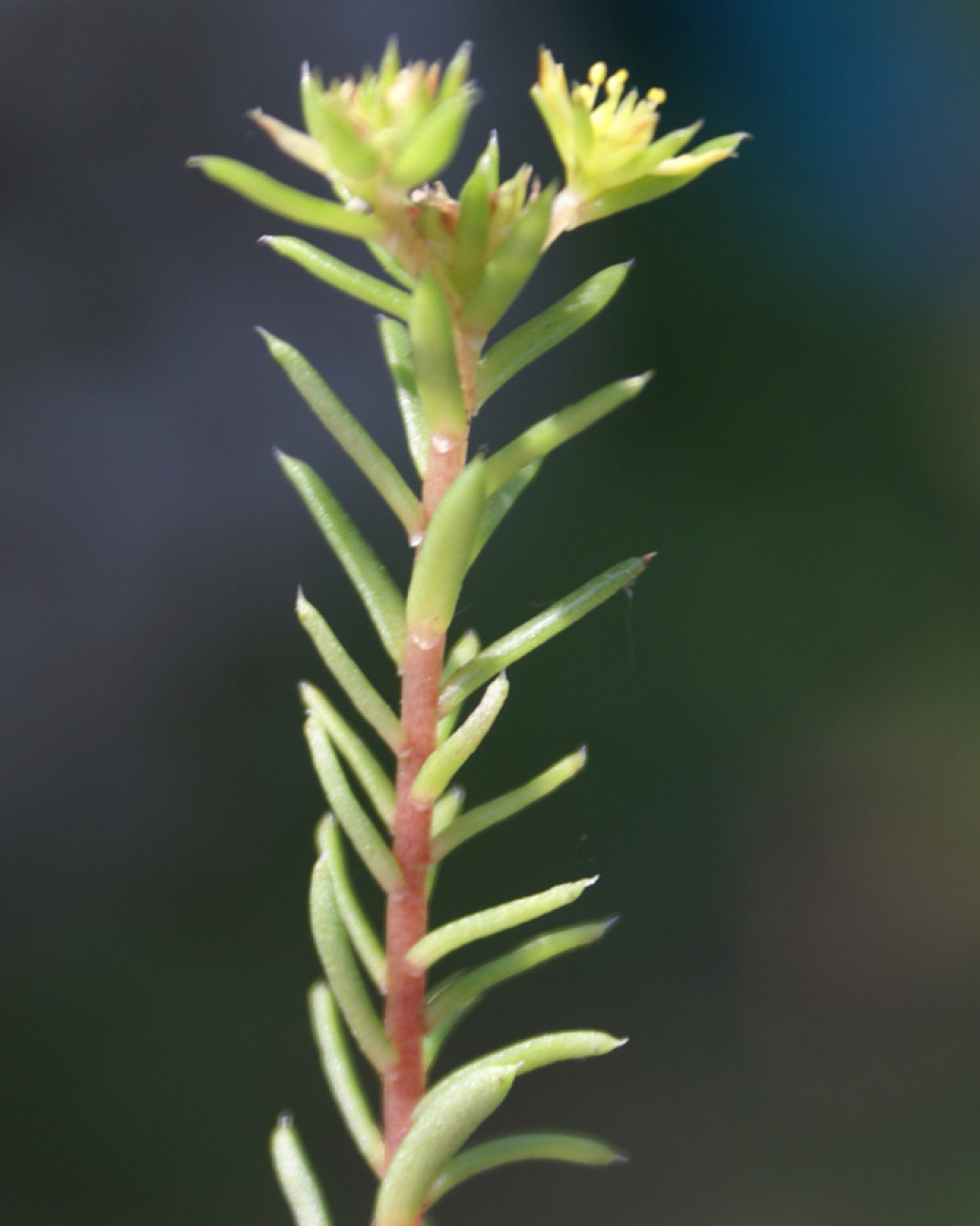 Sedum multicaule