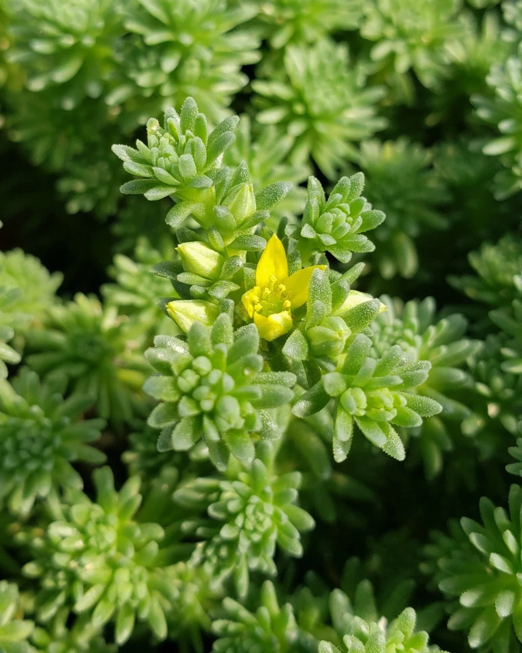Sedum multiceps