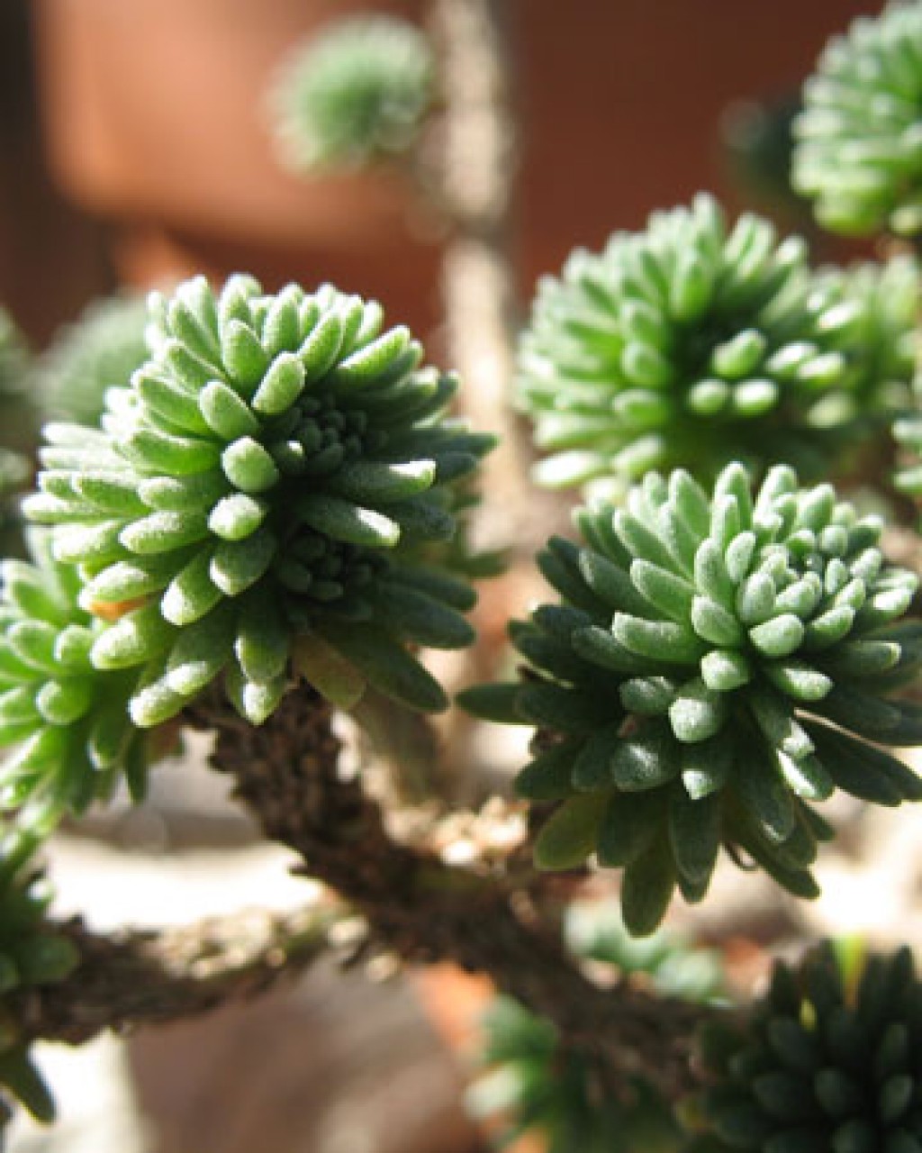 Sedum Multiceps