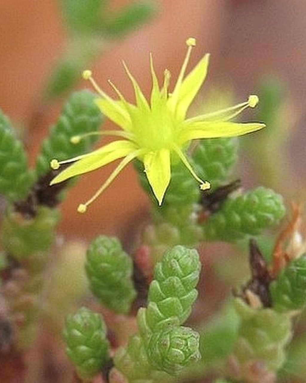 Sedum muscoideum