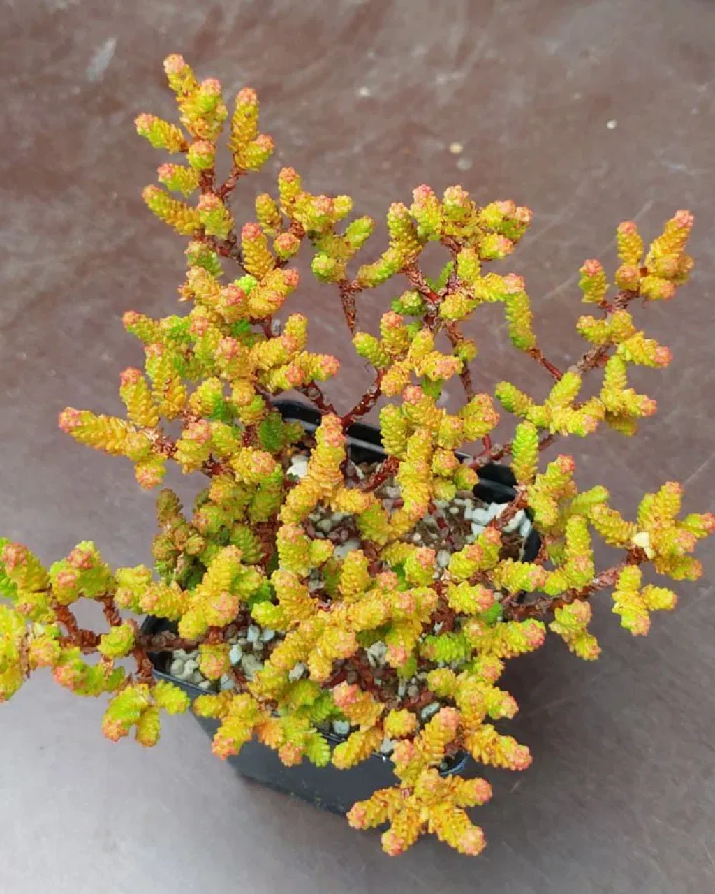 Sedum nanifolium