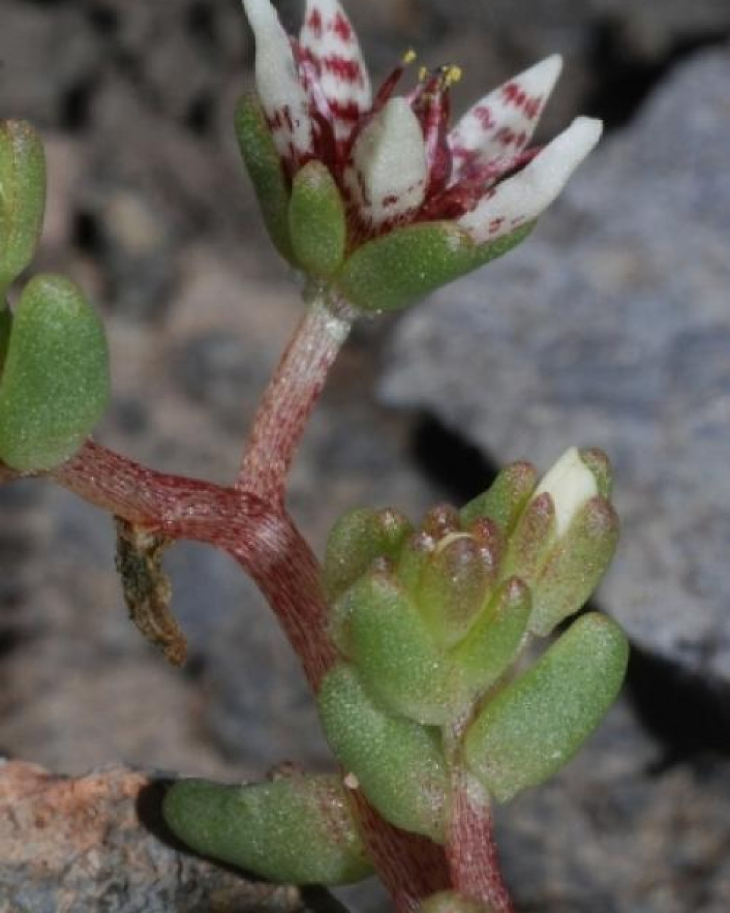 Sedum napiferum