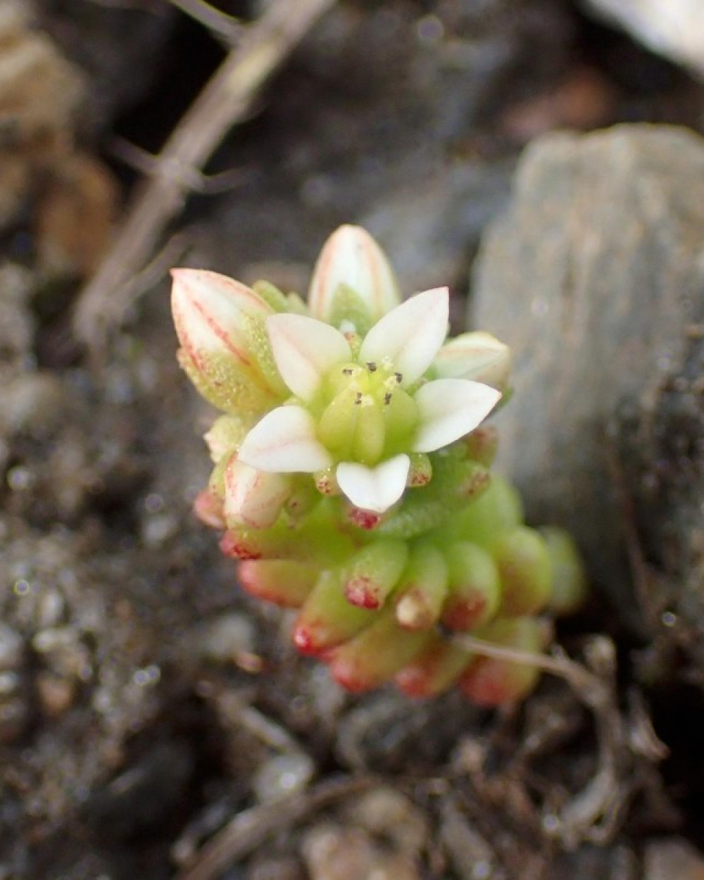 Sedum nevadense