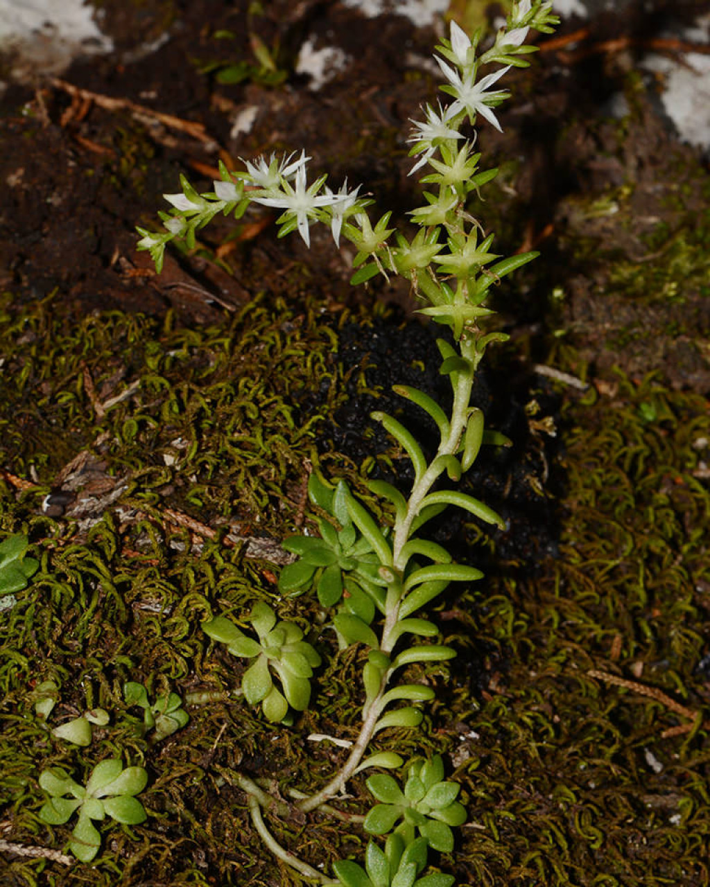 Sedum nevii