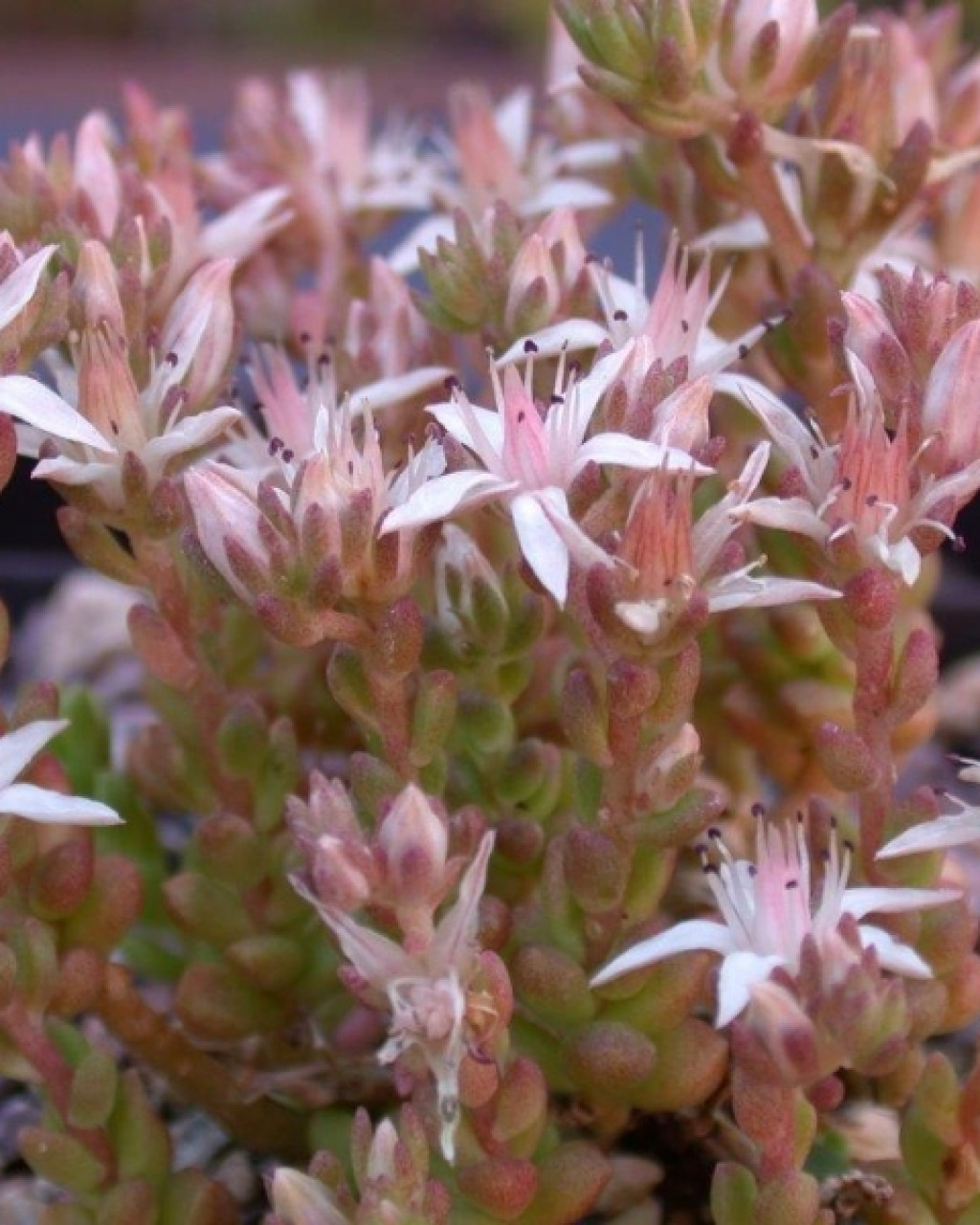 Sedum niveum