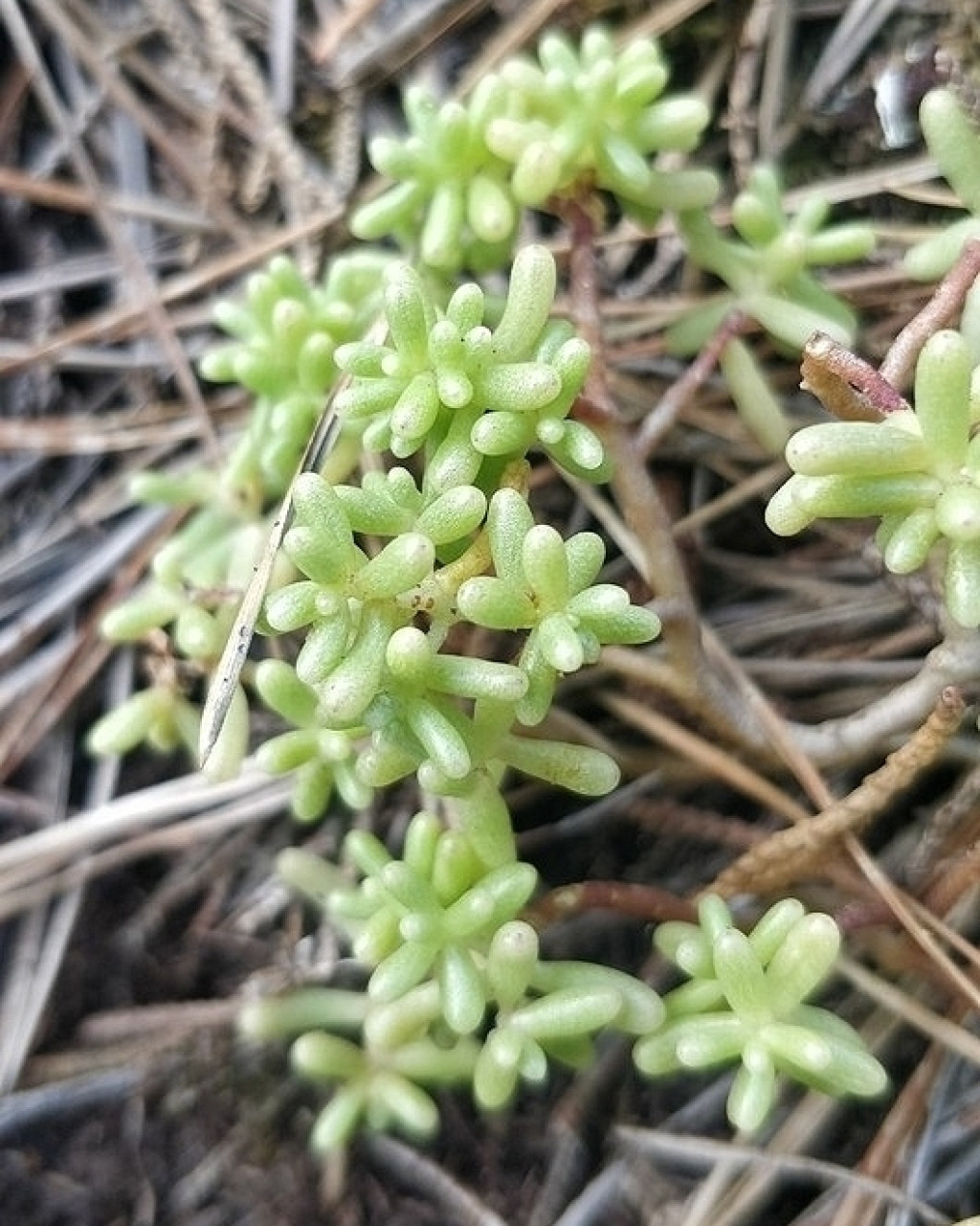 Sedum nudum
