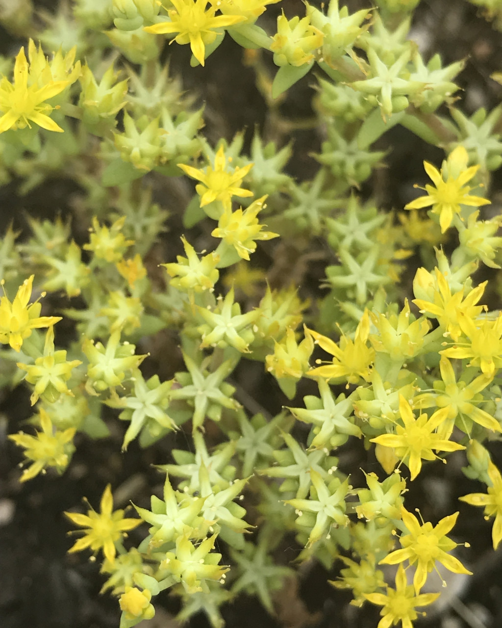 Sedum nuttallianum
