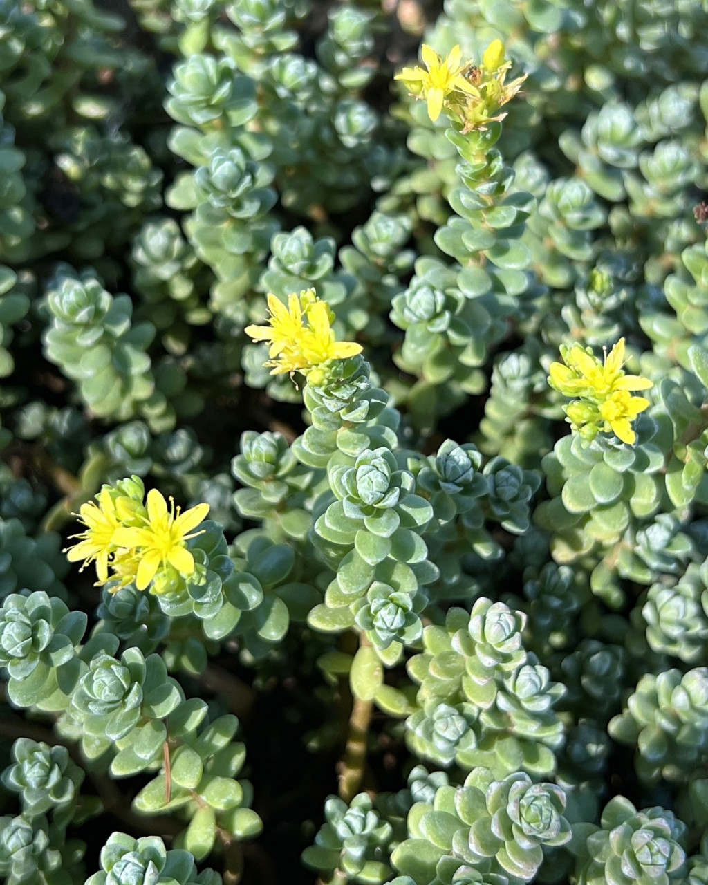 Sedum oaxacanum