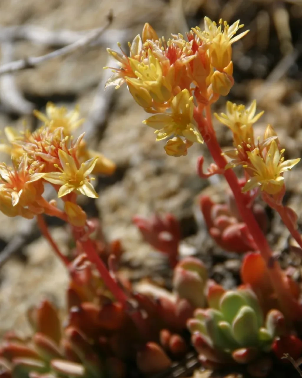 Sedum obtusatum