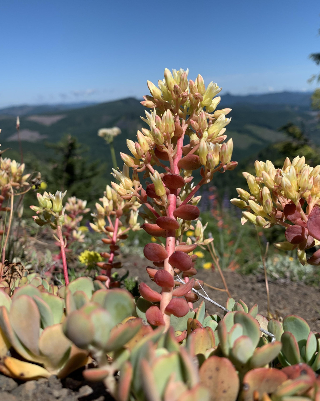 Sedum oregonense